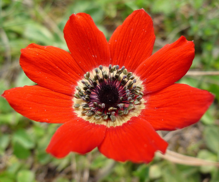 Anemone pavonina o coronaria?